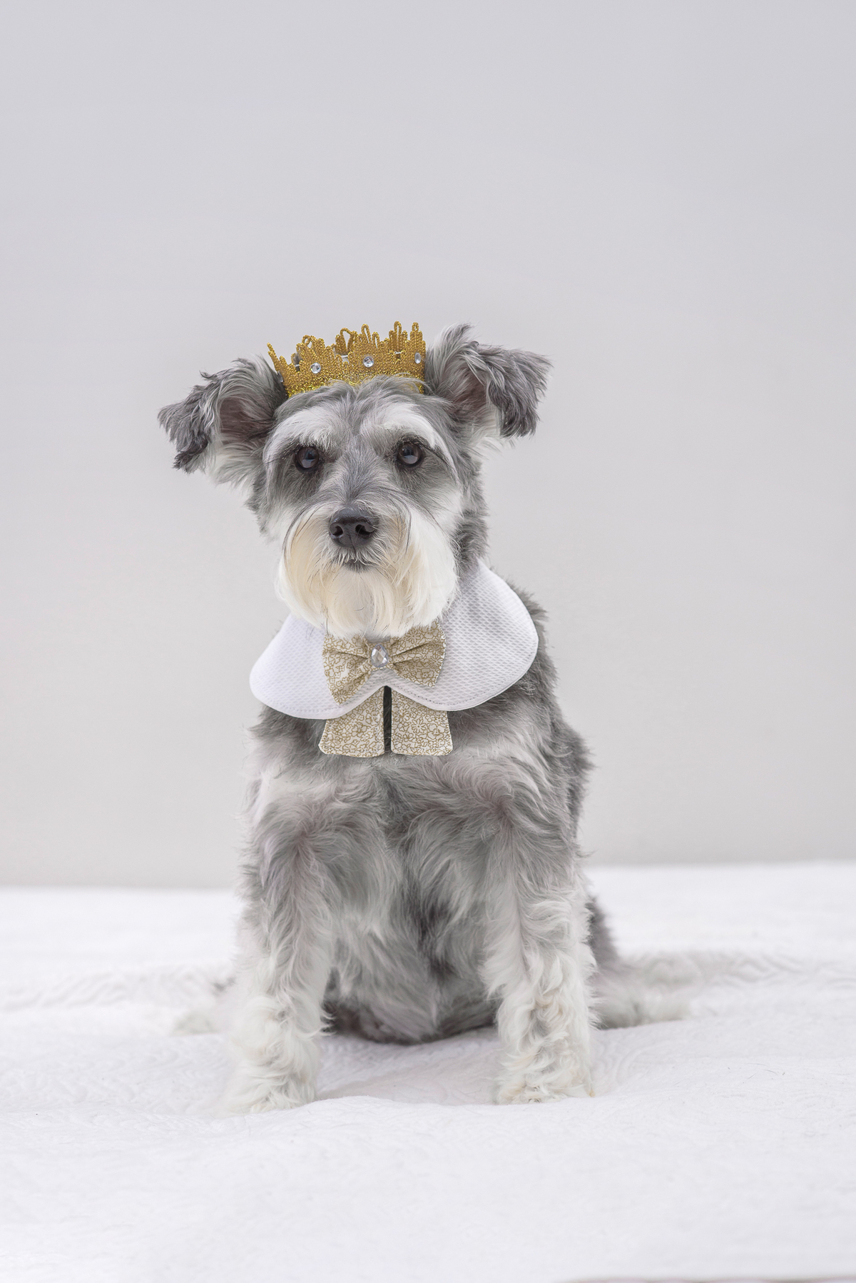 Quanto mais perto, melhor, pois assim o pet estará olhando exatamente no ponto que nos interessa.