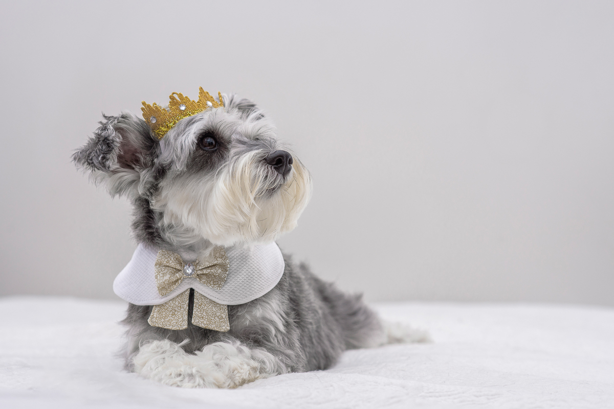 Por uma boa imagem do seu cão vale até mesmo se deitar no chão