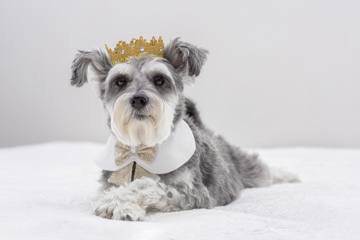 Nina posando para fotografia de cachorro em estúdio 