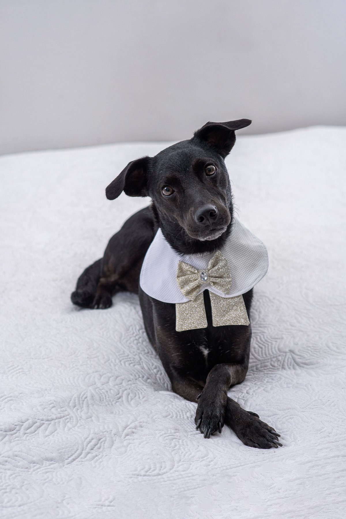 Divirta-se na foto com seu pet!