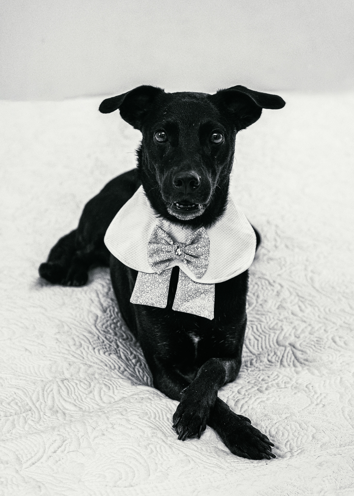 Fotografia Pet do meu Vira lata preferido