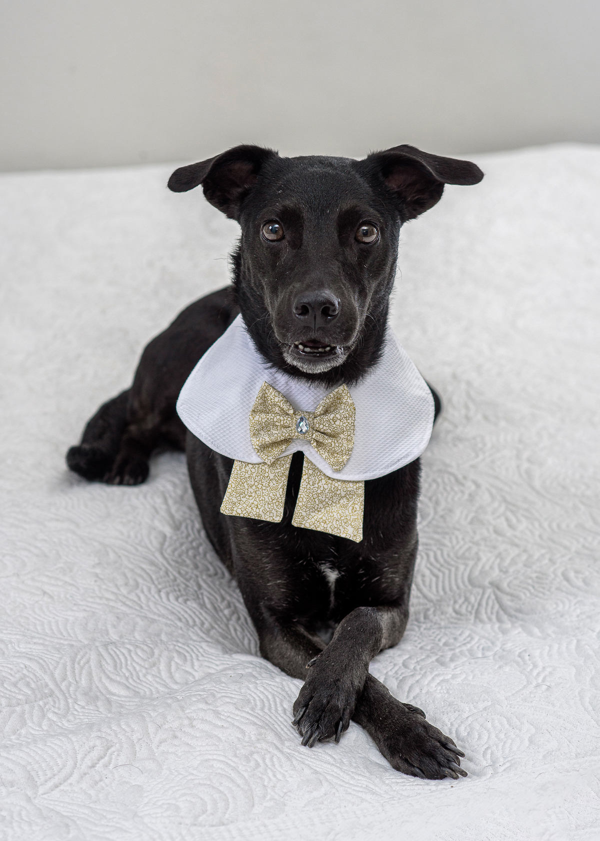 A presença dos animais de estimação em nossos lares está cada vez maior