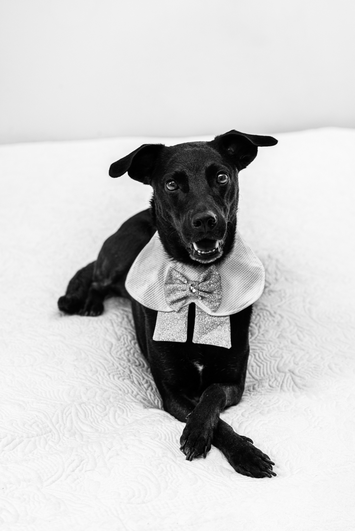 Para fotos de animais de pelagem escura é necessário mais luz no ambiente