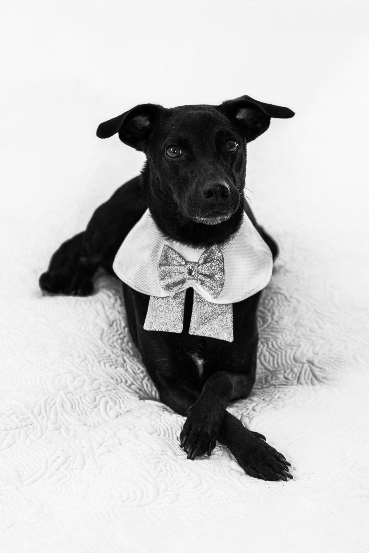 Fotografia Pet em Sao Jose dos Campos