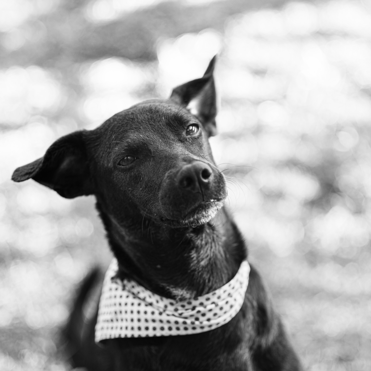 fotos  caninas naturais ao ar livre capturando toda sua energia