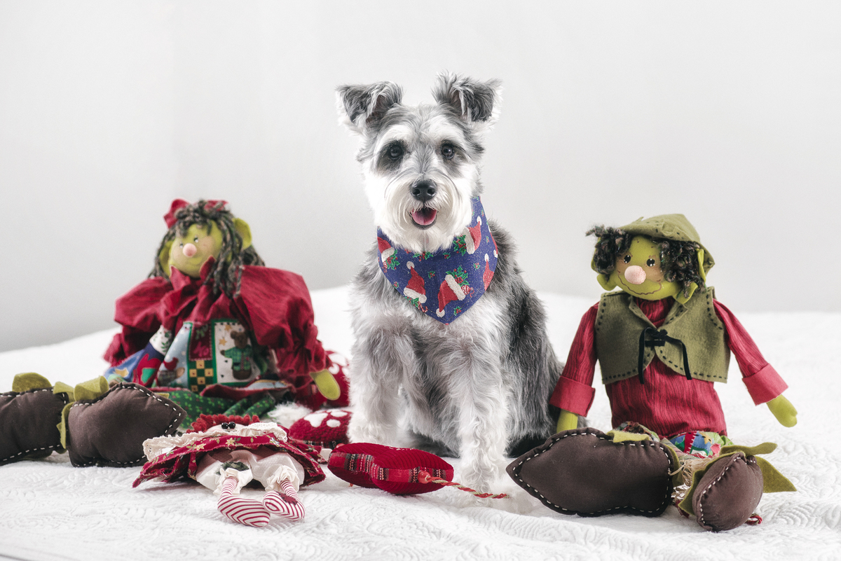 Natal é tempo tirar lindas fotos de cachorro