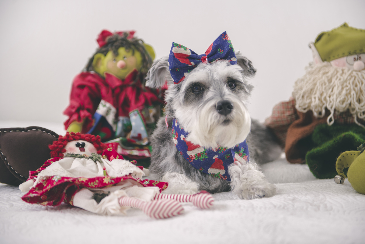 Lindas fotos de cachorro de natal podem virar até um Petbook de recordação