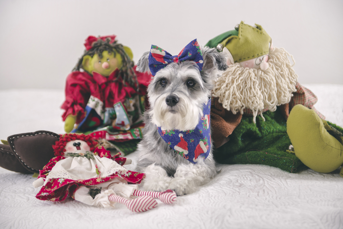 Fotógrafo faz ensaios com cães e gatos para o natal