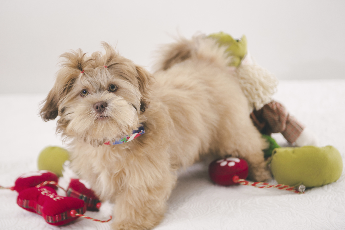 Use brinquedos para chamar a atenção do seu pet na sessão de fotos em casa