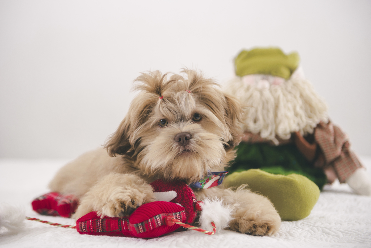 Momentos em que o cachorro está brincando, se divertindo