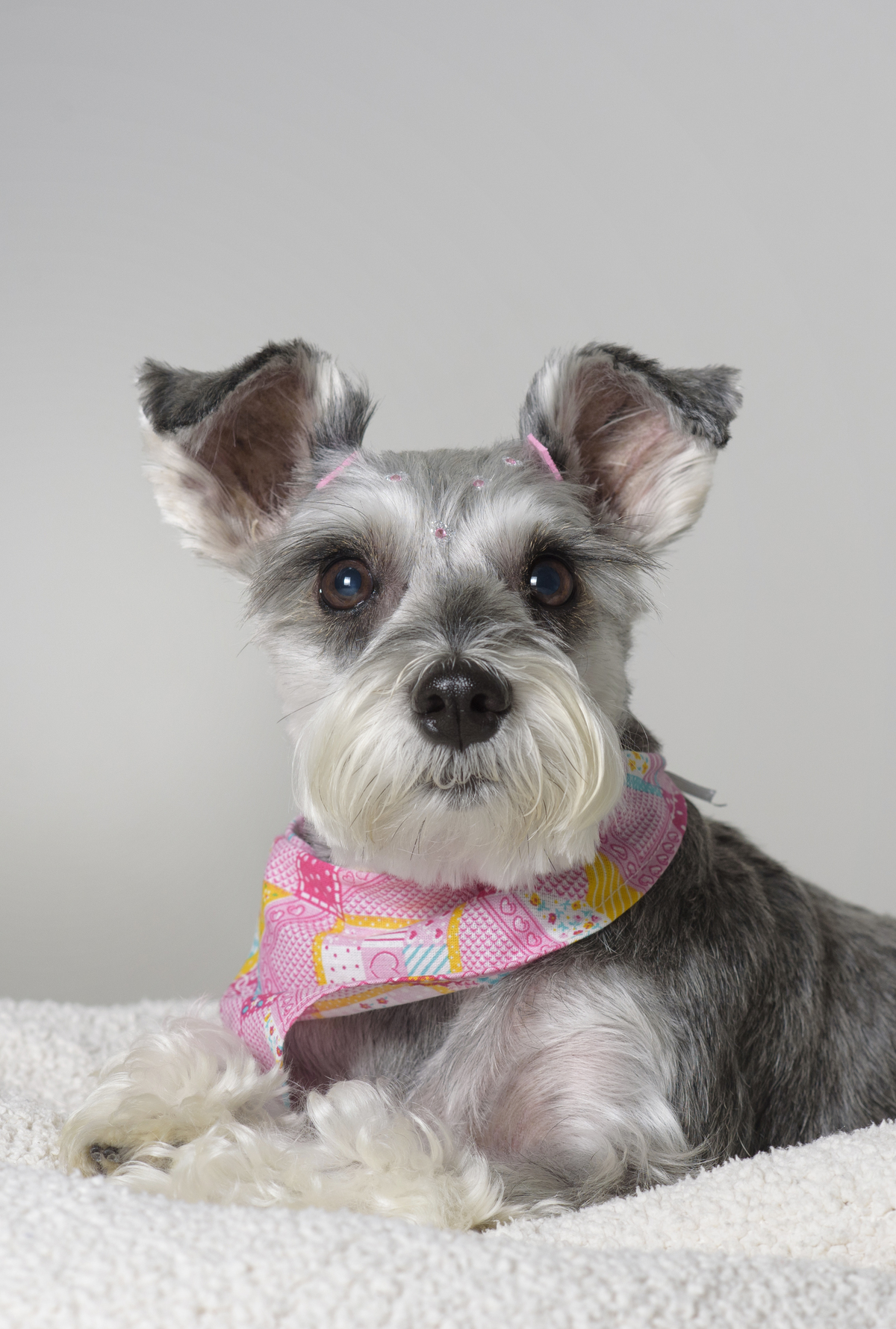 Tire fotos na altura dos olhos do pet