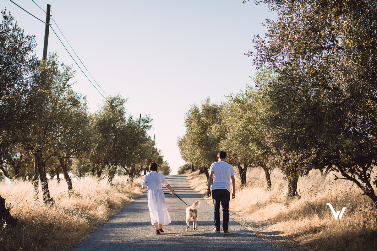 weclick fotógrafos évora sessão fotográfica campo animal estimação