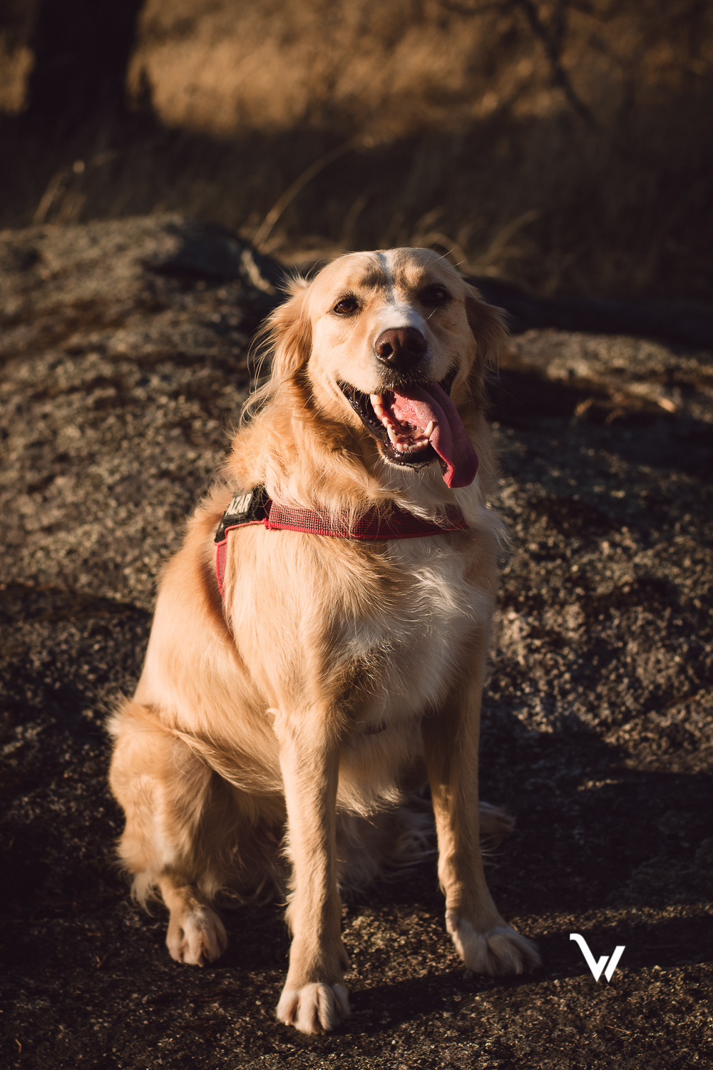 weclick fotógrafos évora sessão fotográfica campo animal estimação