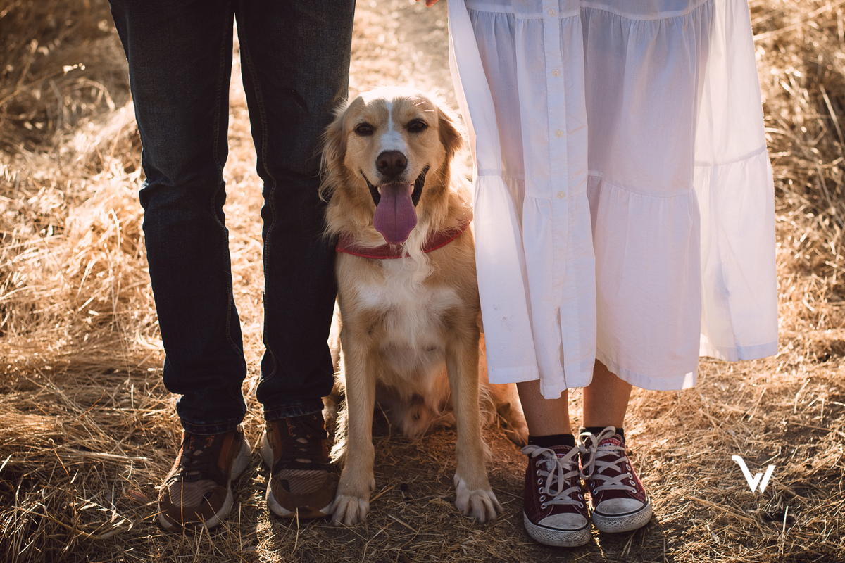weclick fotógrafos évora sessão fotográfica campo animal estimação
