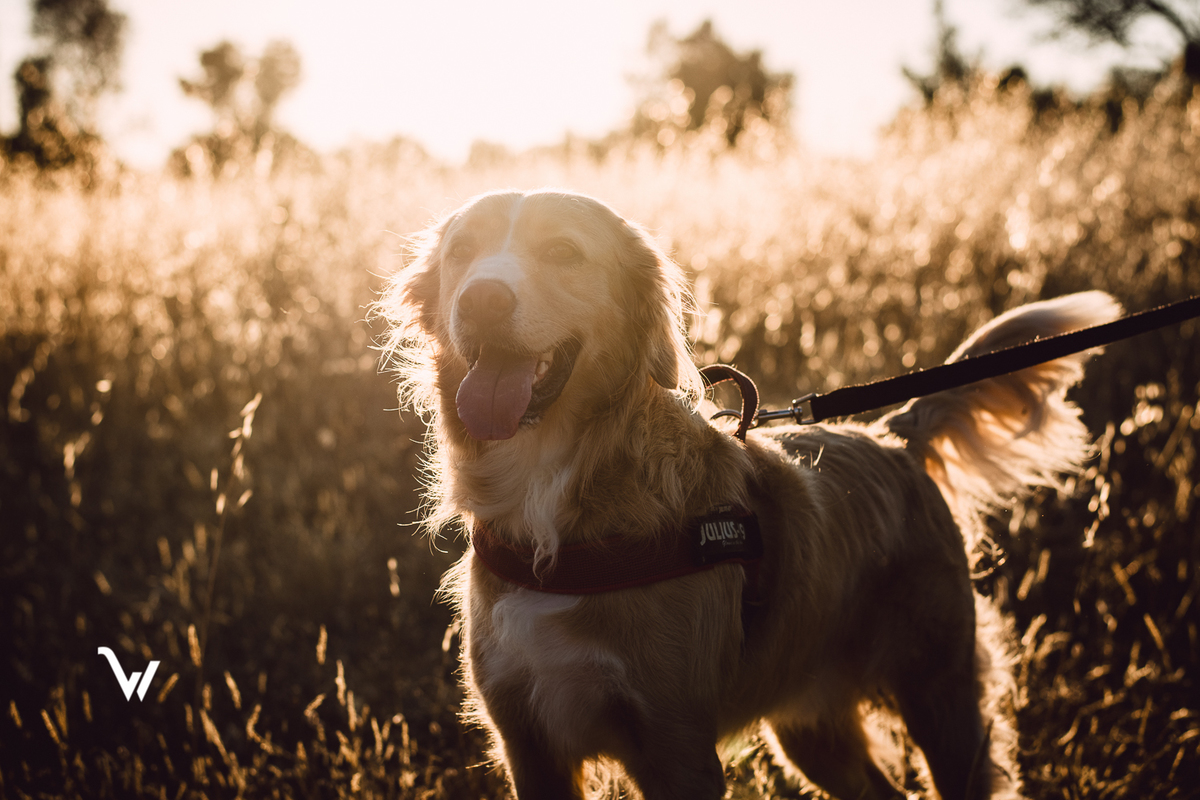weclick fotógrafos évora sessão fotográfica campo animal estimação