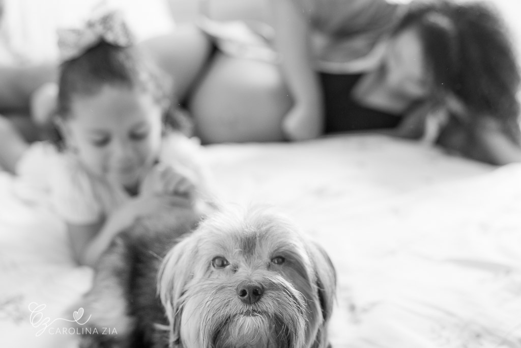 Yorkshire da família participa da sessão gestante