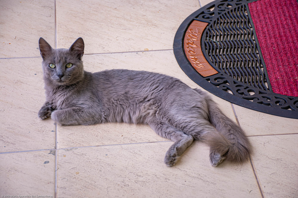 gato cinza