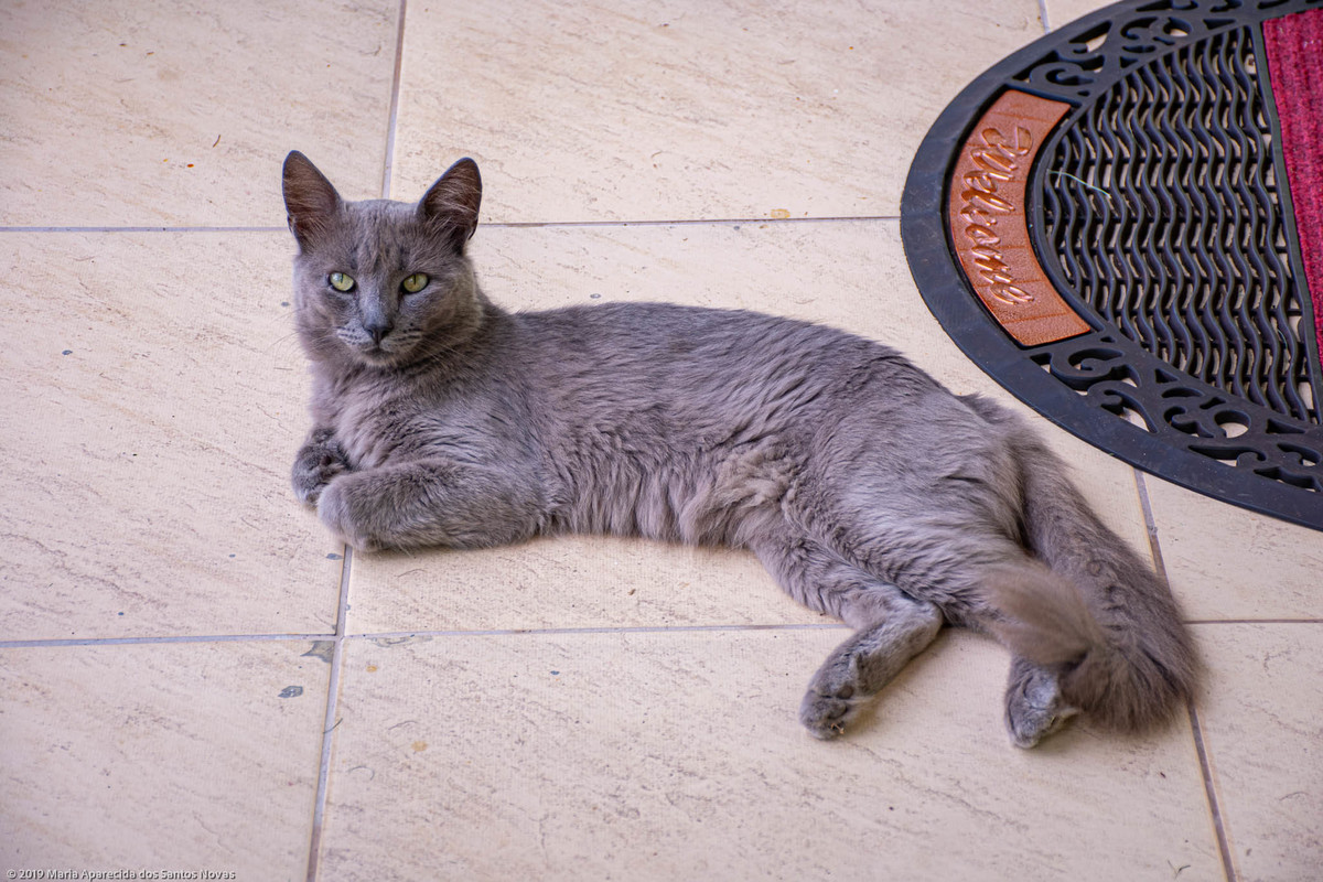 gato cinza