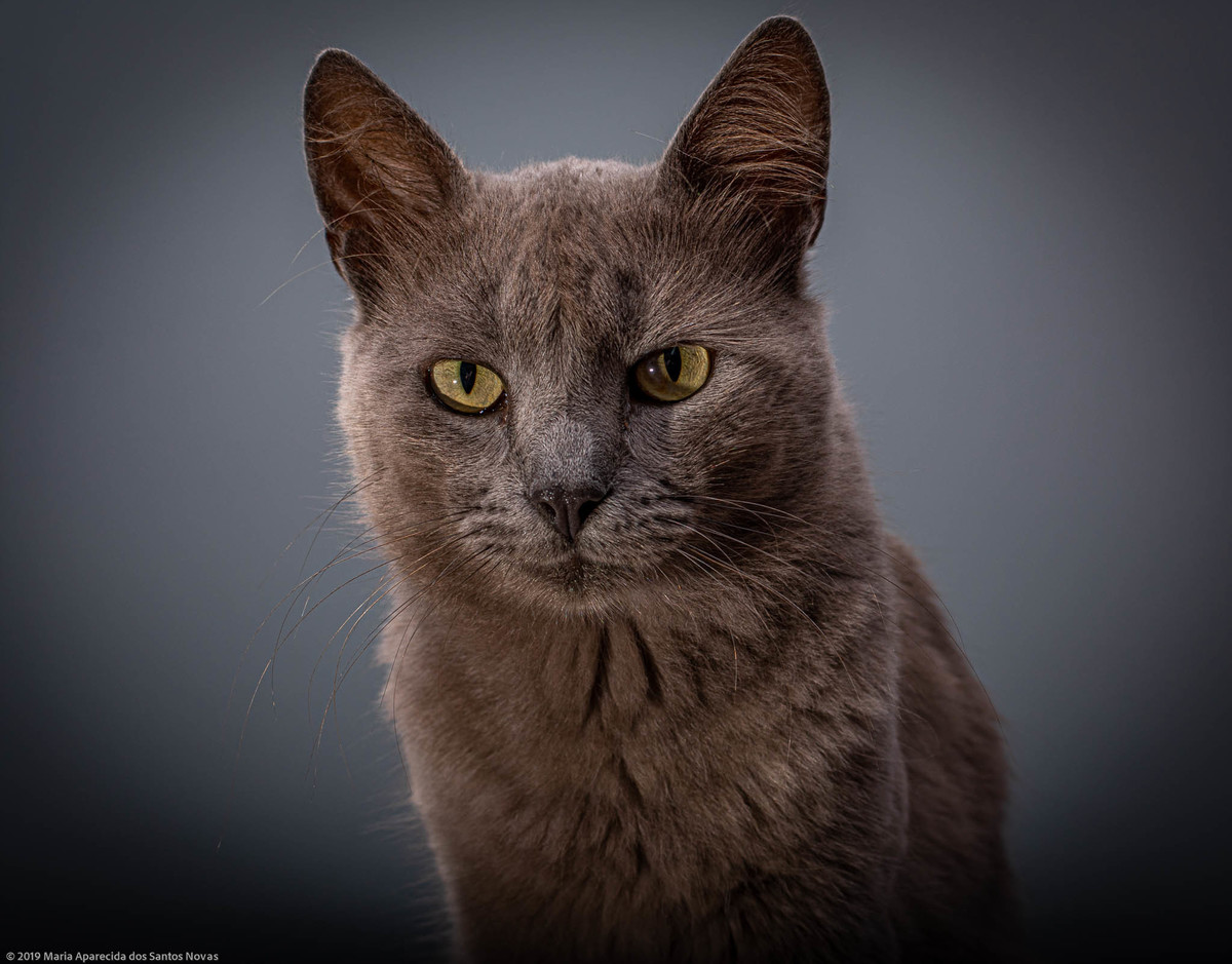 gato cinza