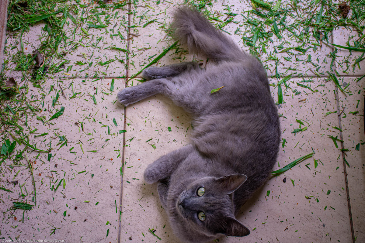 gato cinza