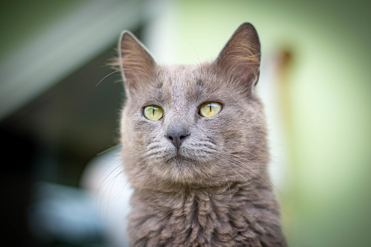 gato cinza