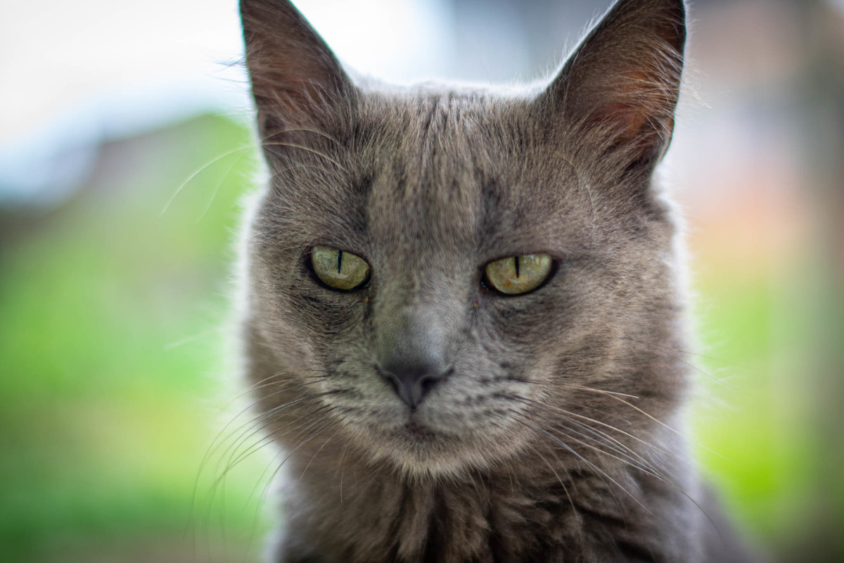 gato cinza