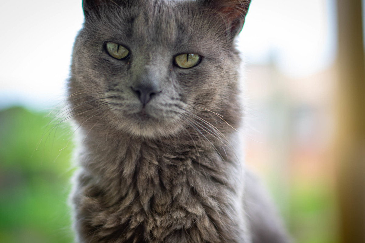 gato cinza