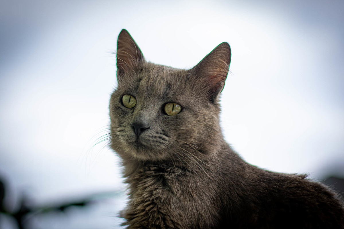 gato cinza