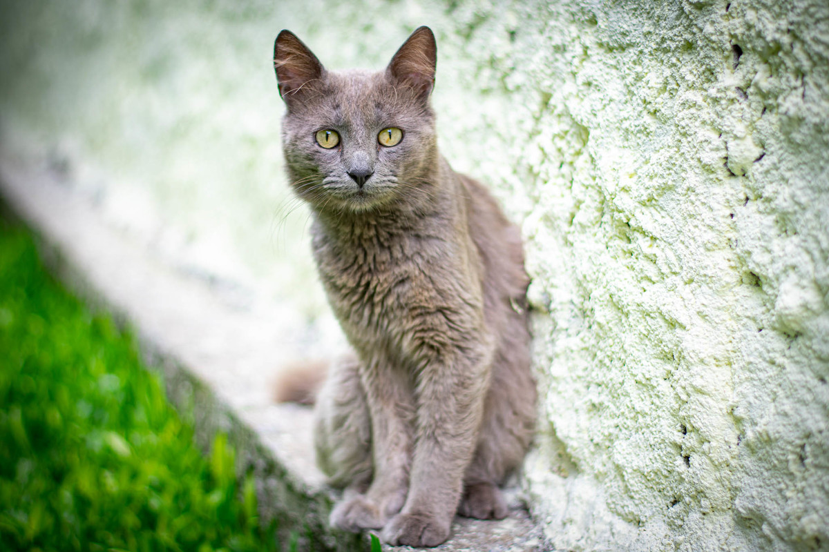 gato cinza