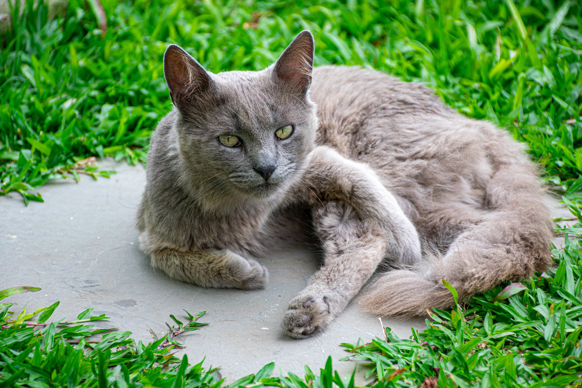 gato cinza