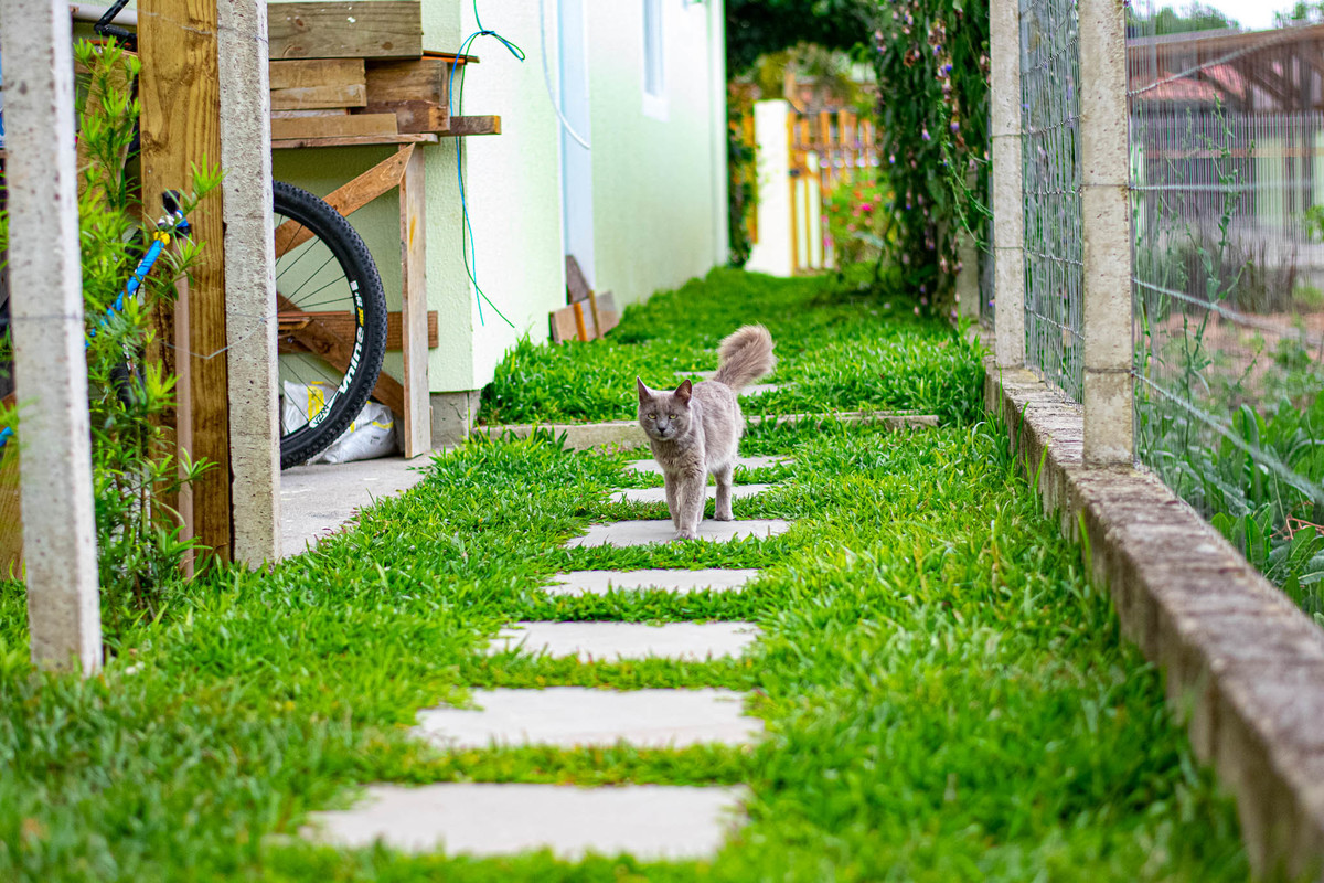 gato cinza