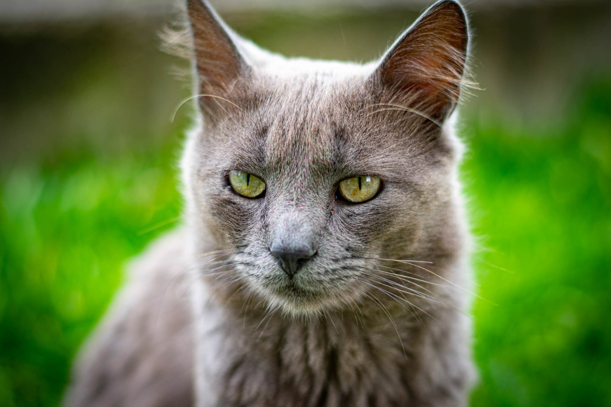 gato cinza