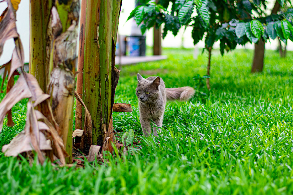 gato cinza