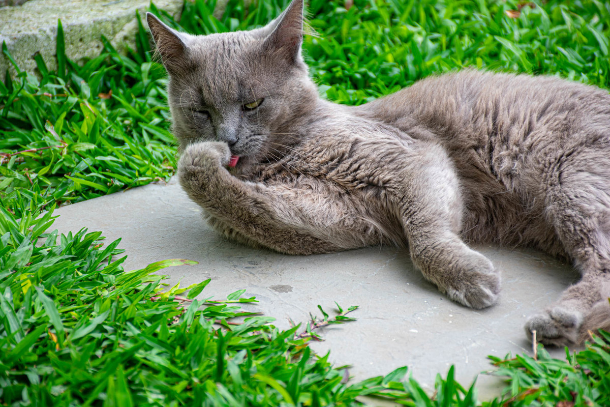 gato cinza