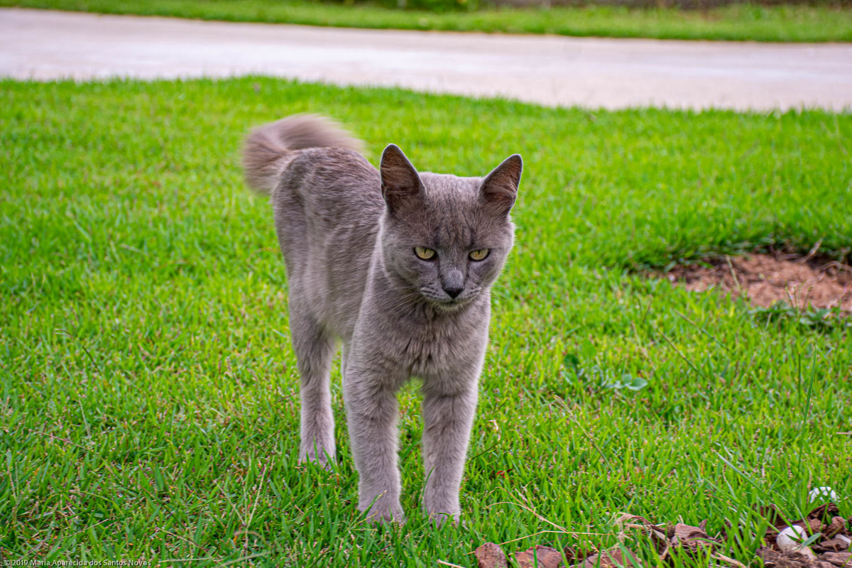gato cinza