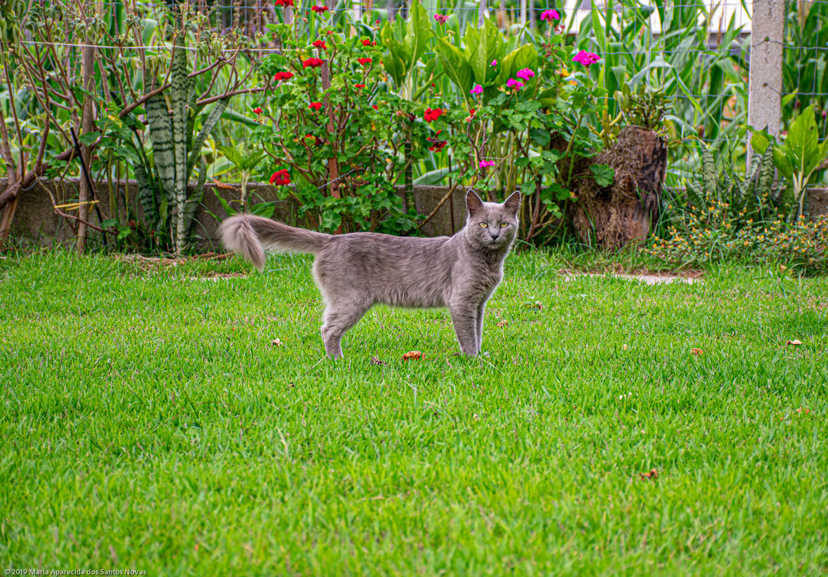 gato cinza
