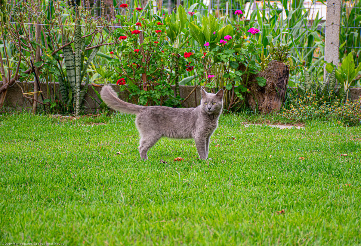 gato cinza