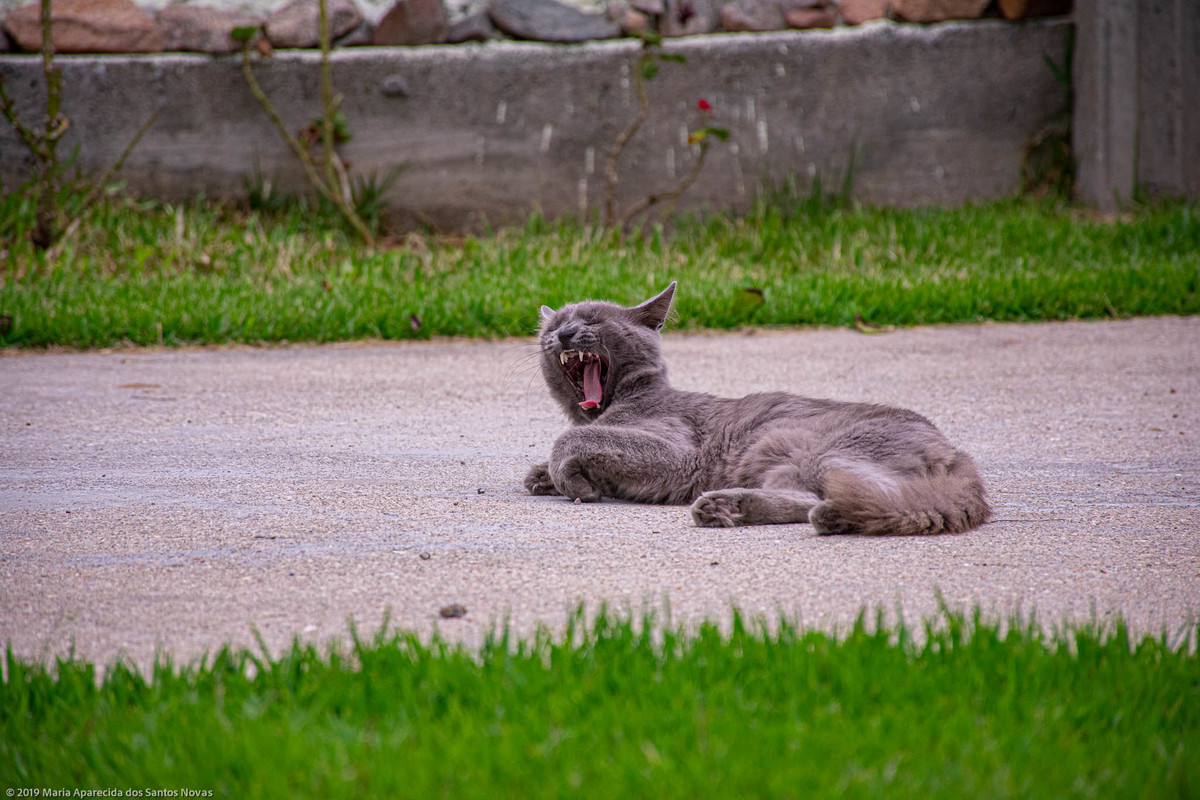 gato cinza
