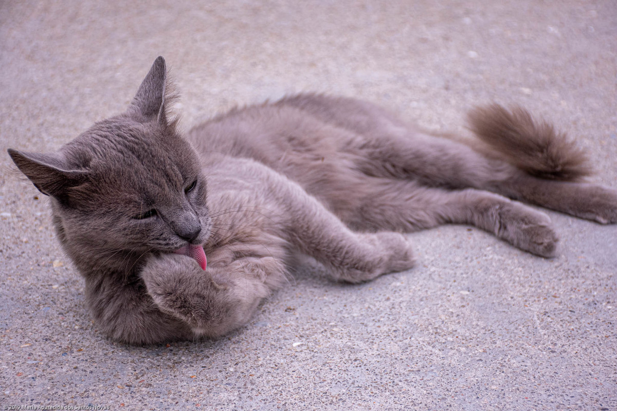 gato cinza
