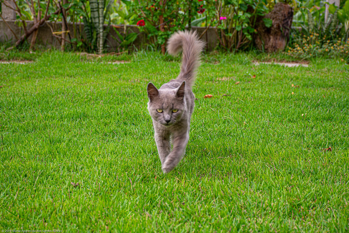 gato cinza
