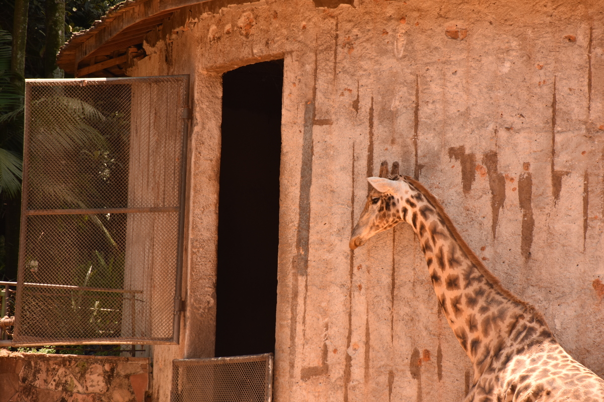 Parque Zoológico de São Paulo