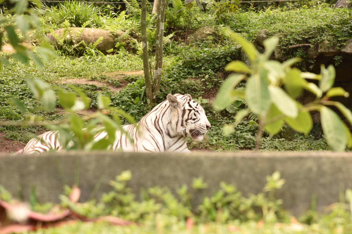 Parque Zoológico de São Paulo