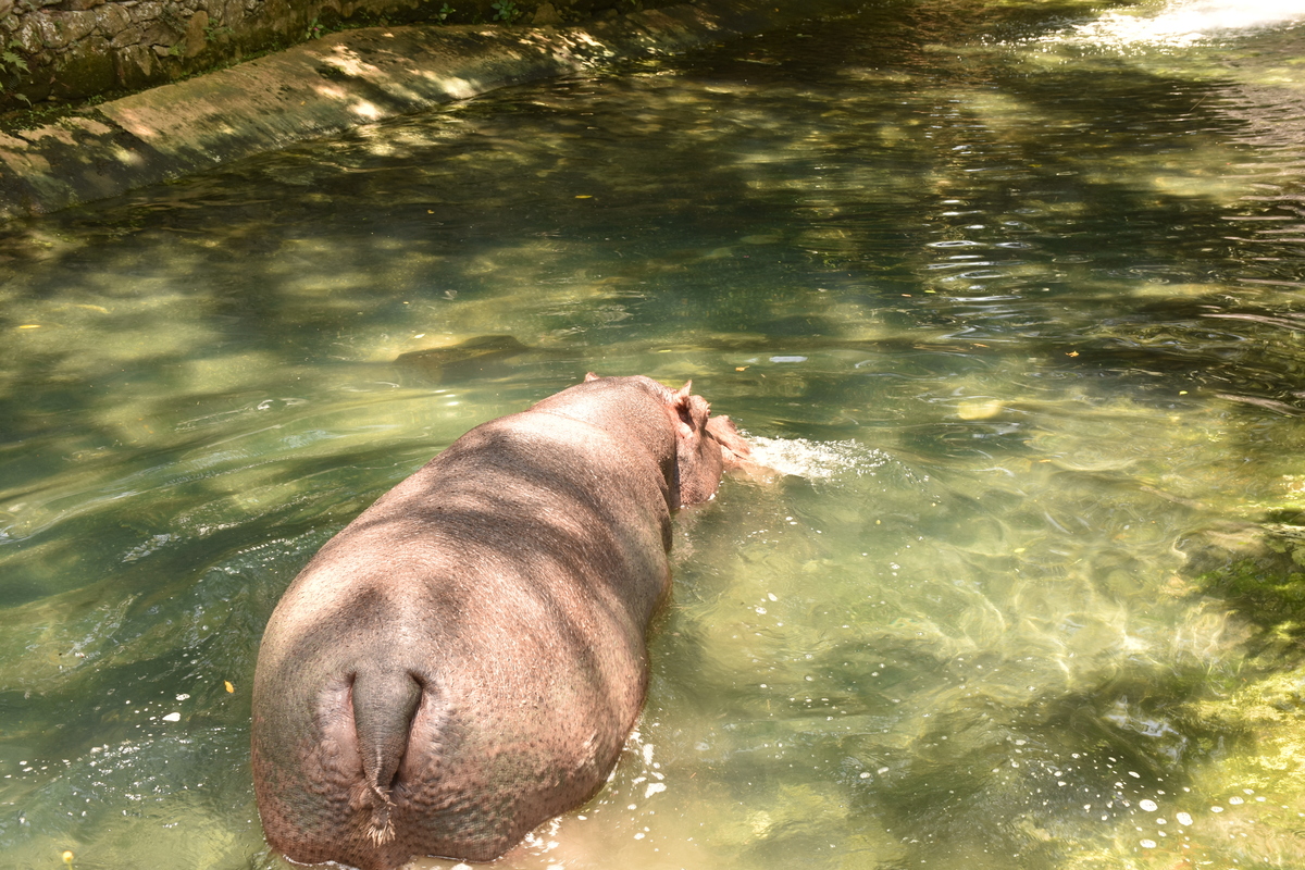 Parque Zoológico de São Paulo