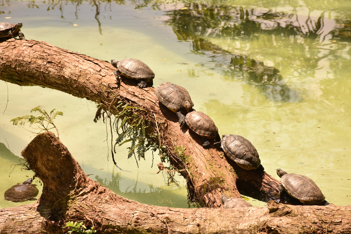 Parque Zoológico de São Paulo