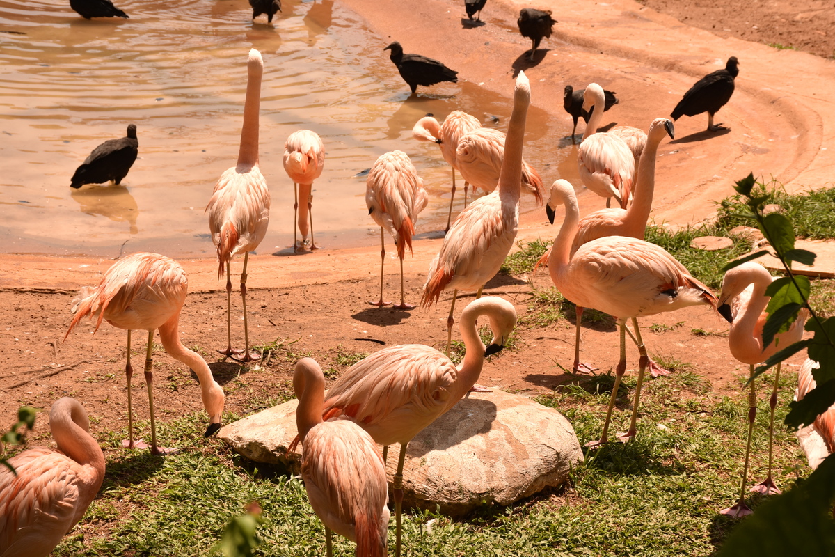 Parque Zoológico de São Paulo