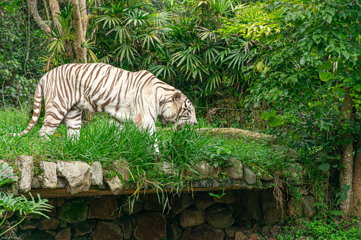 Parque Zoológico de São Paulo
