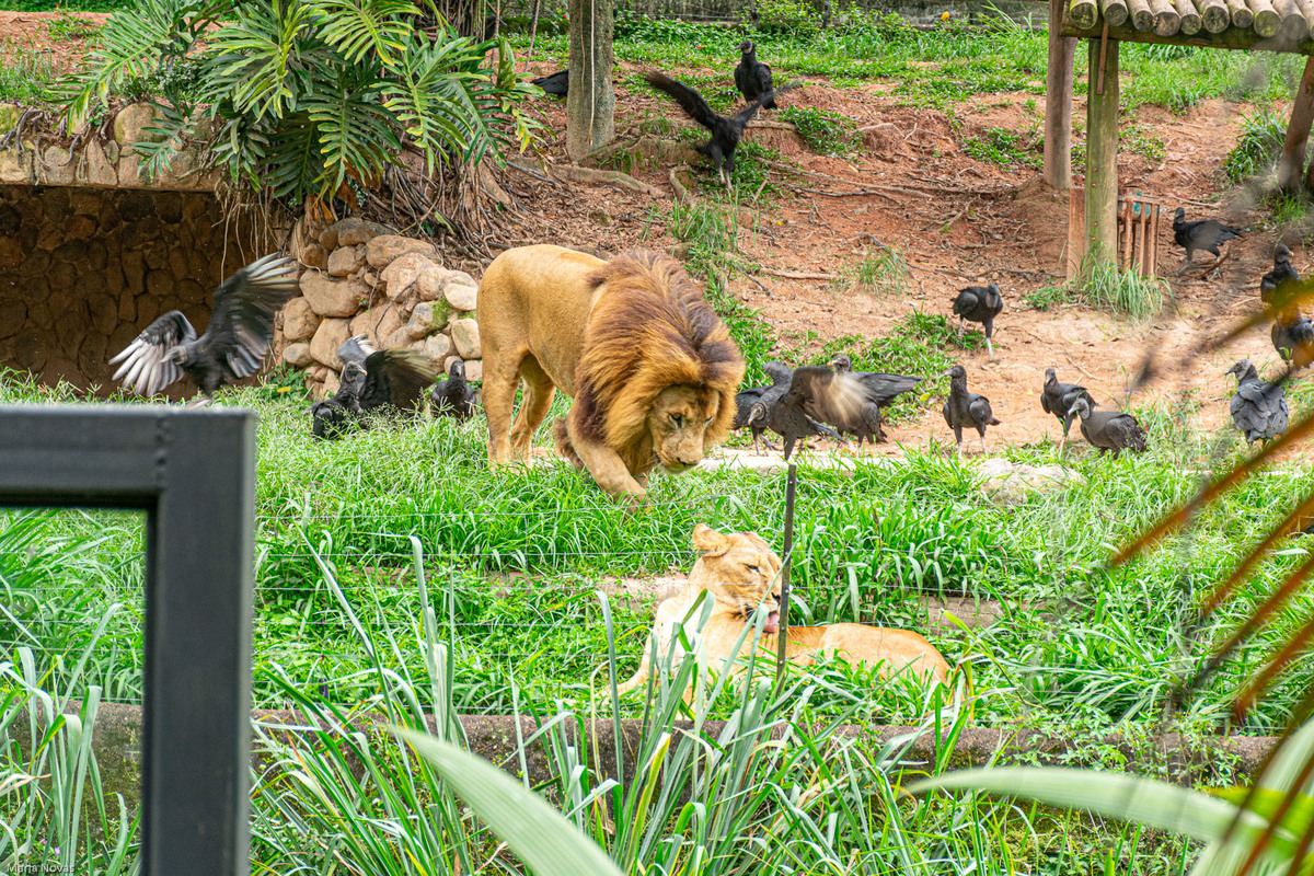 Parque Zoológico de São Paulo