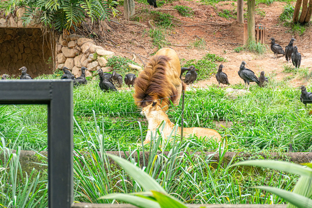 Parque Zoológico de São Paulo