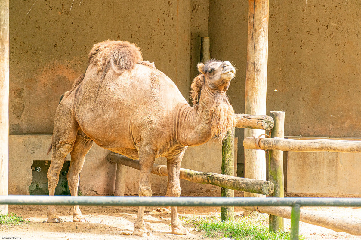 Parque Zoológico de São Paulo