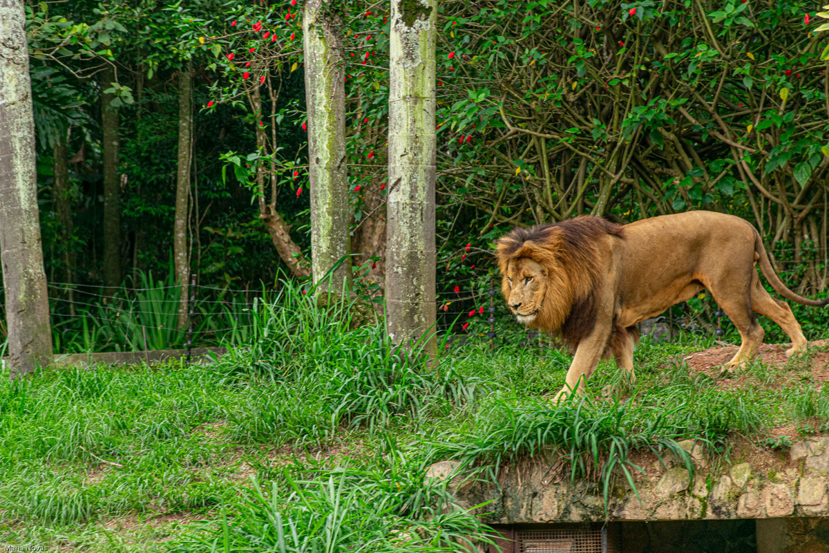 Parque Zoológico de São Paulo